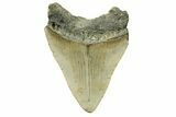 Serrated, Fossil Megalodon Tooth - North Carolina #294481-1